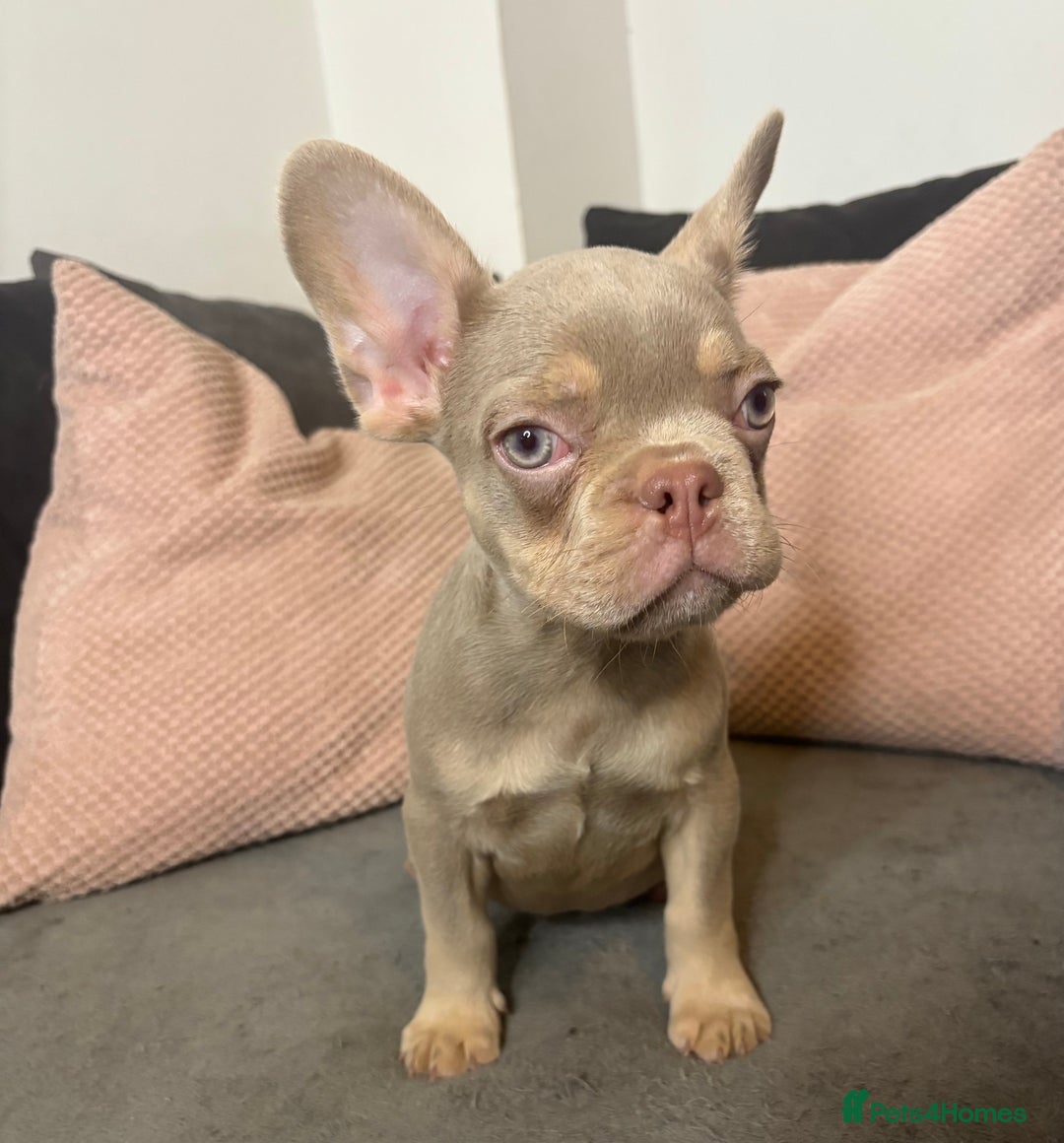 French Bulldog dogs for sale: Beautiful FrenchBulldog Puppies - Advert 6