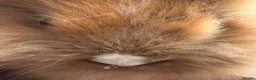 Lionhead rabbits for sale: 1 male lionhead - Advert 2