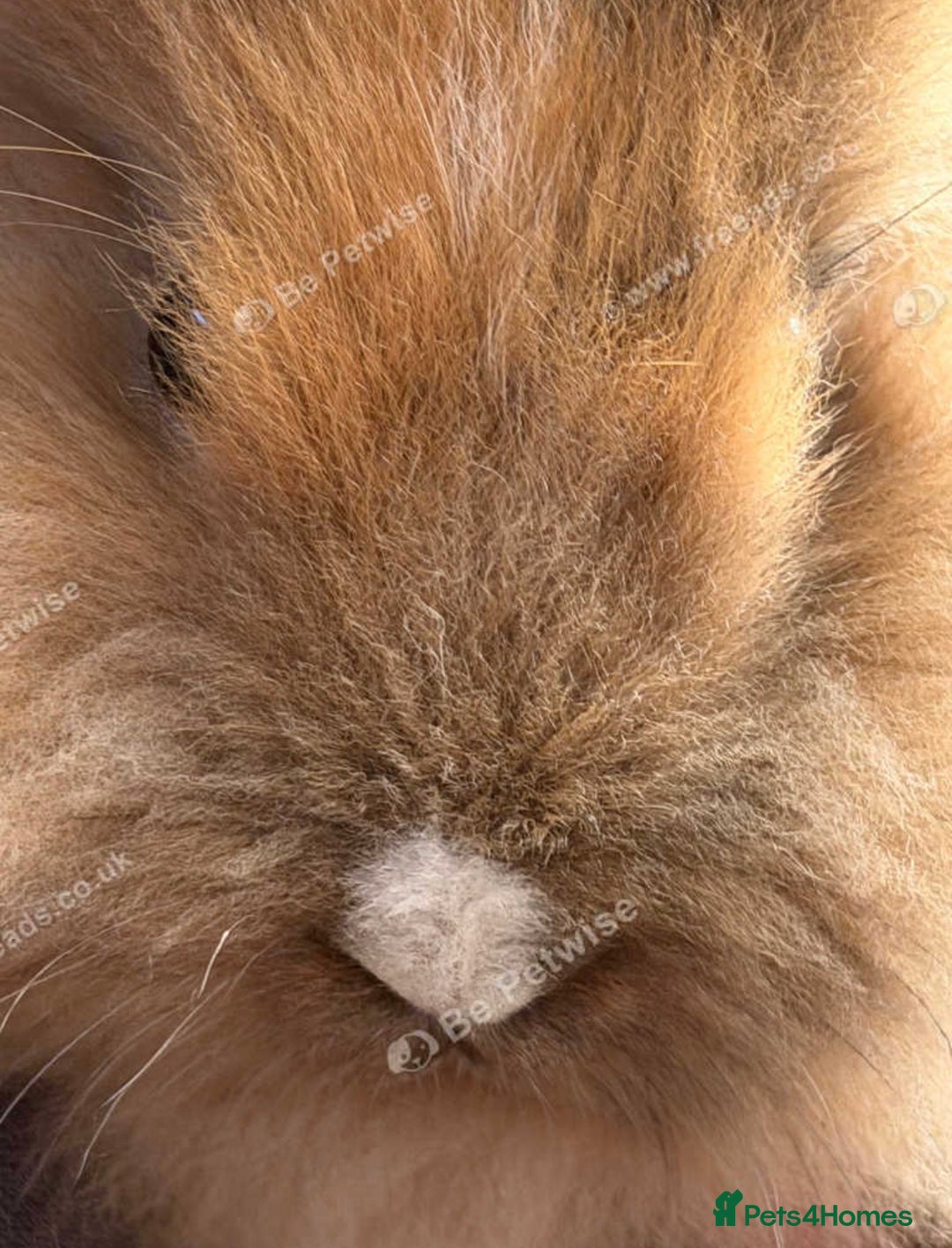 Lionhead rabbits for sale: 1 male lionhead - Advert 2