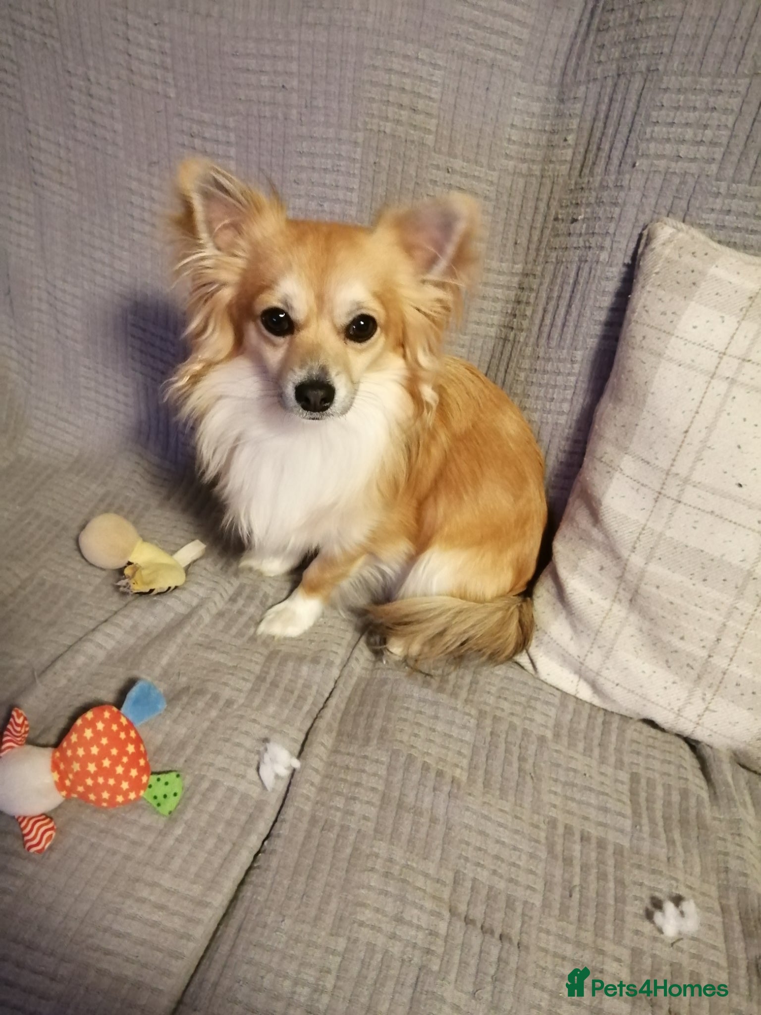 Chihuahua dogs for sale: Chihuahua puppy  in Okehampton - Advert 6