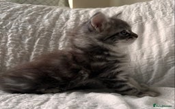 Maine Coon cats for sale: GORGEOUS MAINE COON KITTENS - Image 9