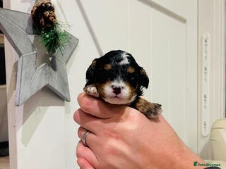 Cavapoo dogs Stunning F1b Cavapoo puppies - Advert 10