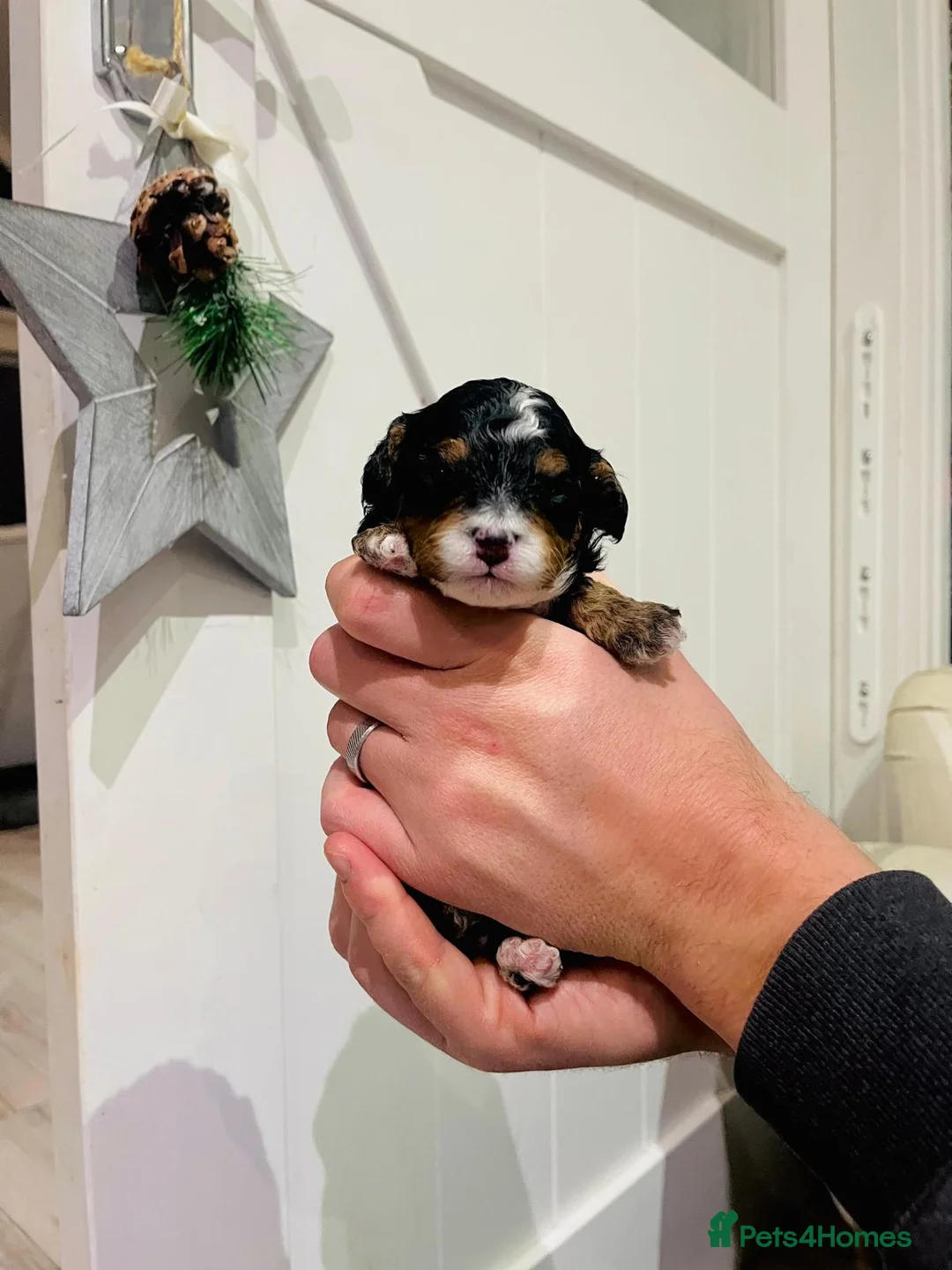 Cavapoo dogs for sale: Stunning F1b Cavapoo puppies  - Advert 3