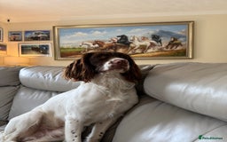 English Springer Spaniel dogs for sale: Springer spaniel puppies for sale - Image 6