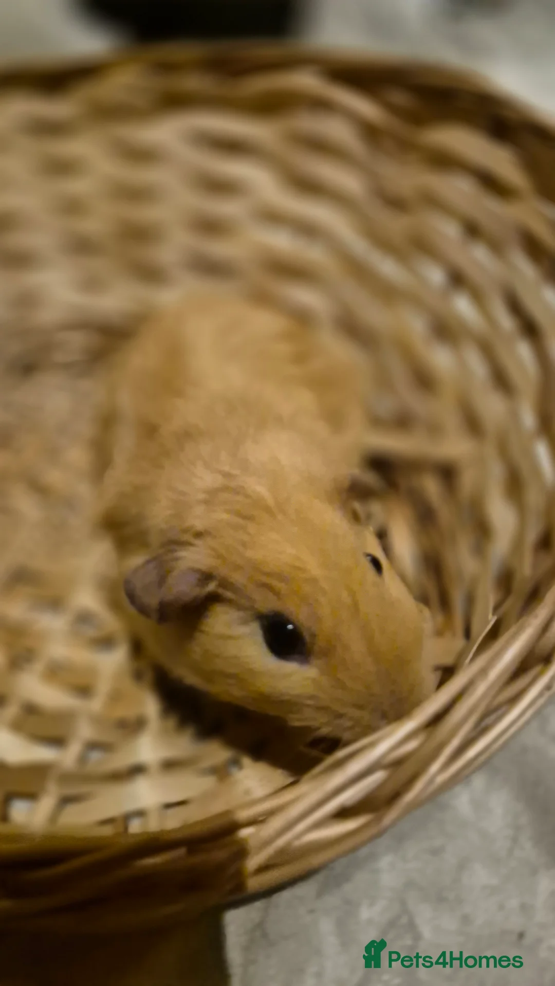 Guinea Pig rodents for sale: Adorable baby guinea pigs  - Advert 3