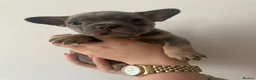 French Bulldog dogs for sale: French bulldog puppies  - Advert 5