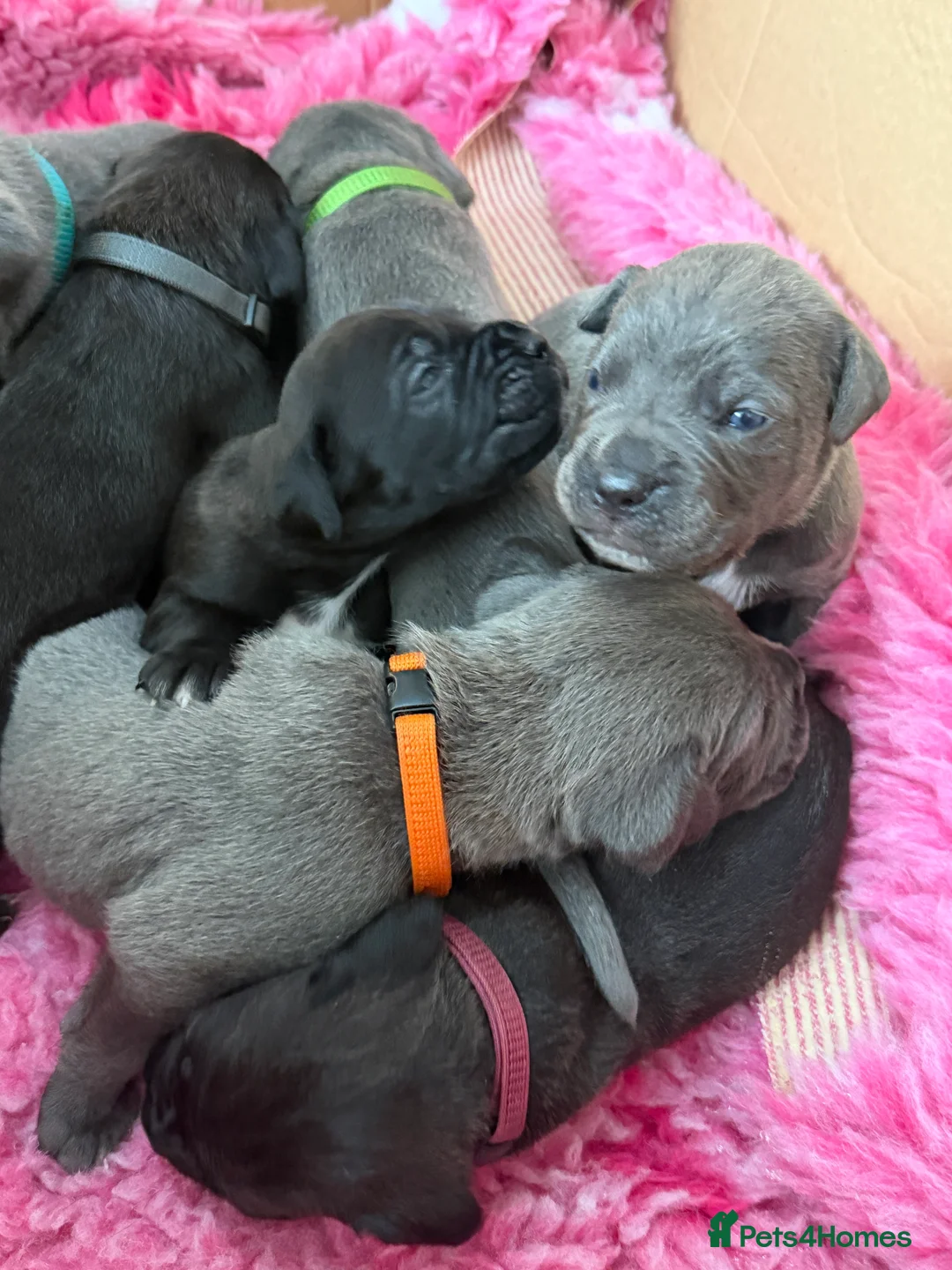 Cane Corso dogs for sale: Cane Corso puppies authentic old Italian bloodline in Newcastle upon Tyne - Advert 2