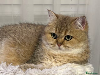 British Shorthair cats Retired Black golden queen - Advert 1