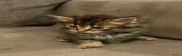 Mixed Breed cats for sale: 5 cute kittens for sale  - Advert 5