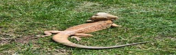 Bearded Dragon reptiles for sale: 2 gorgeous beardies looking for new forever home.  - Advert 6