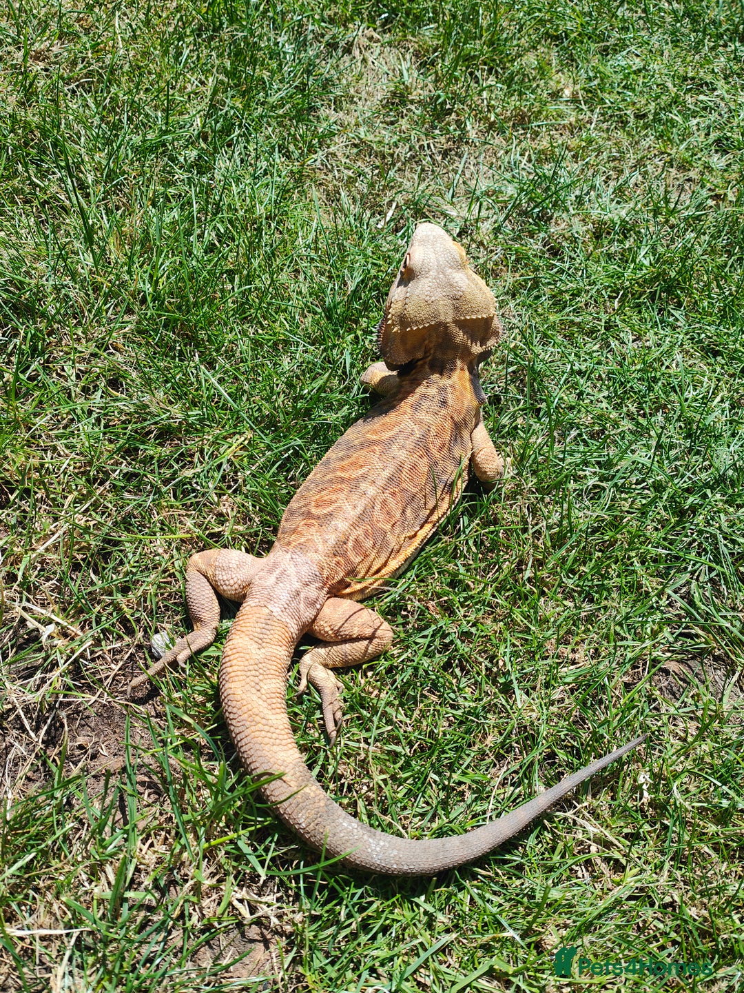 Bearded Dragon reptiles for sale: 2 gorgeous beardies looking for new forever home.  - Advert 6
