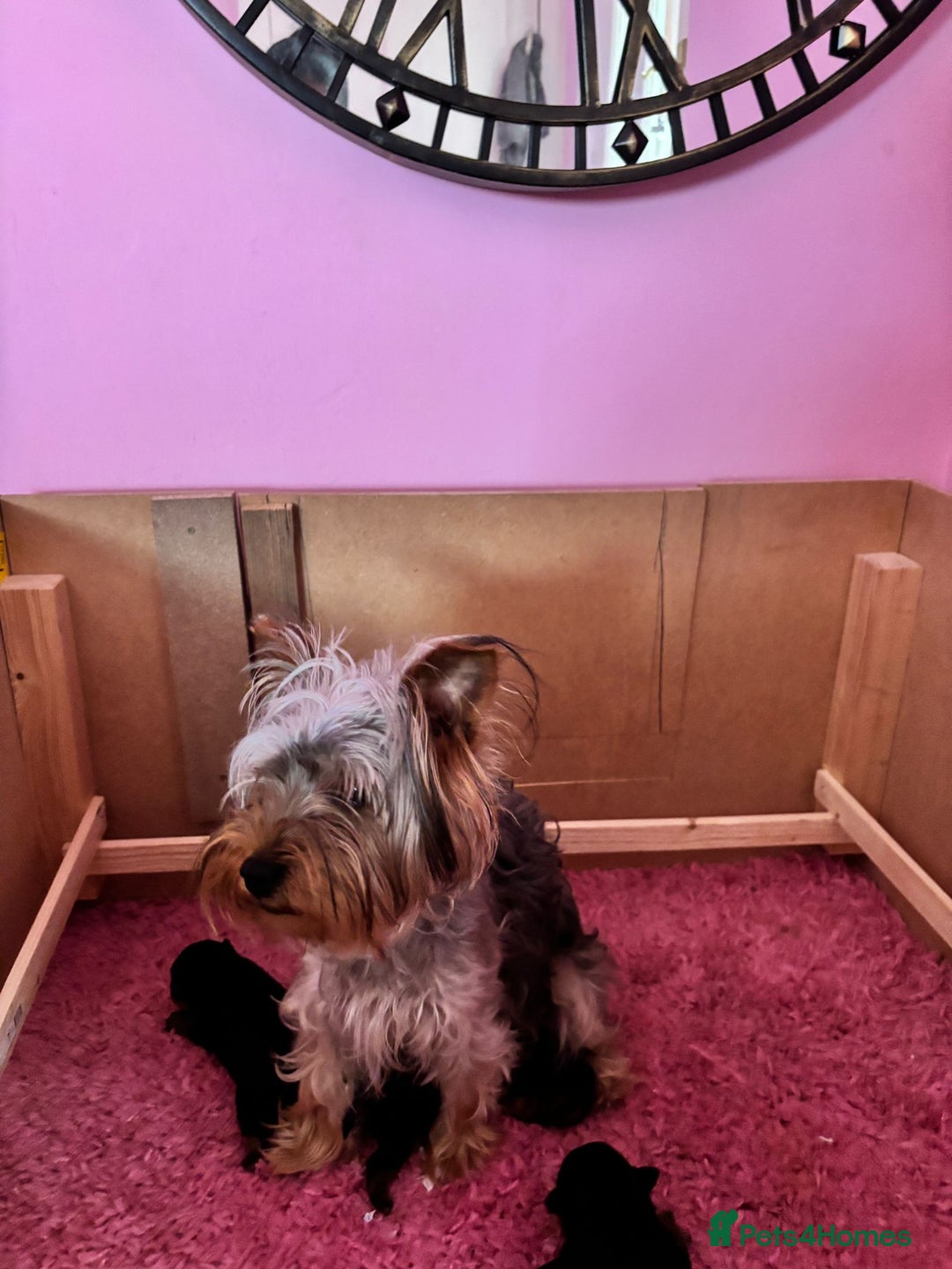Yorkshire Terrier dogs for sale:  Yorkshire Terrier Puppies 😍🥰 2 available  - Image 7