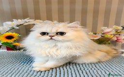 Persian cats for sale: Beautiful Chinchilla Persian Kittens*** - Image 11