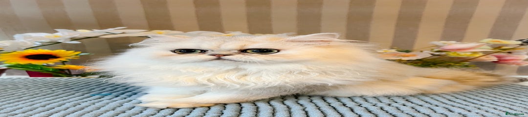 King's of Catland Irish