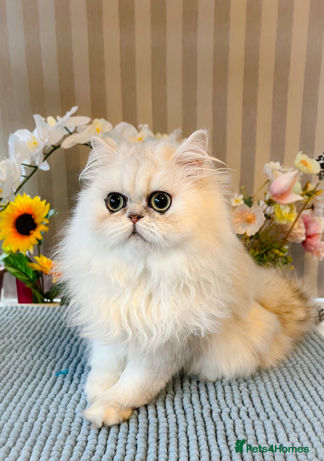 Persian cats for sale: Beautiful Chinchilla Persian Kittens*** - Image 11