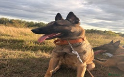 Belgian Shepherd Dog dogs for sale: Stunning Belgium Shepard bitch 7month  in Wallsend - Image 3