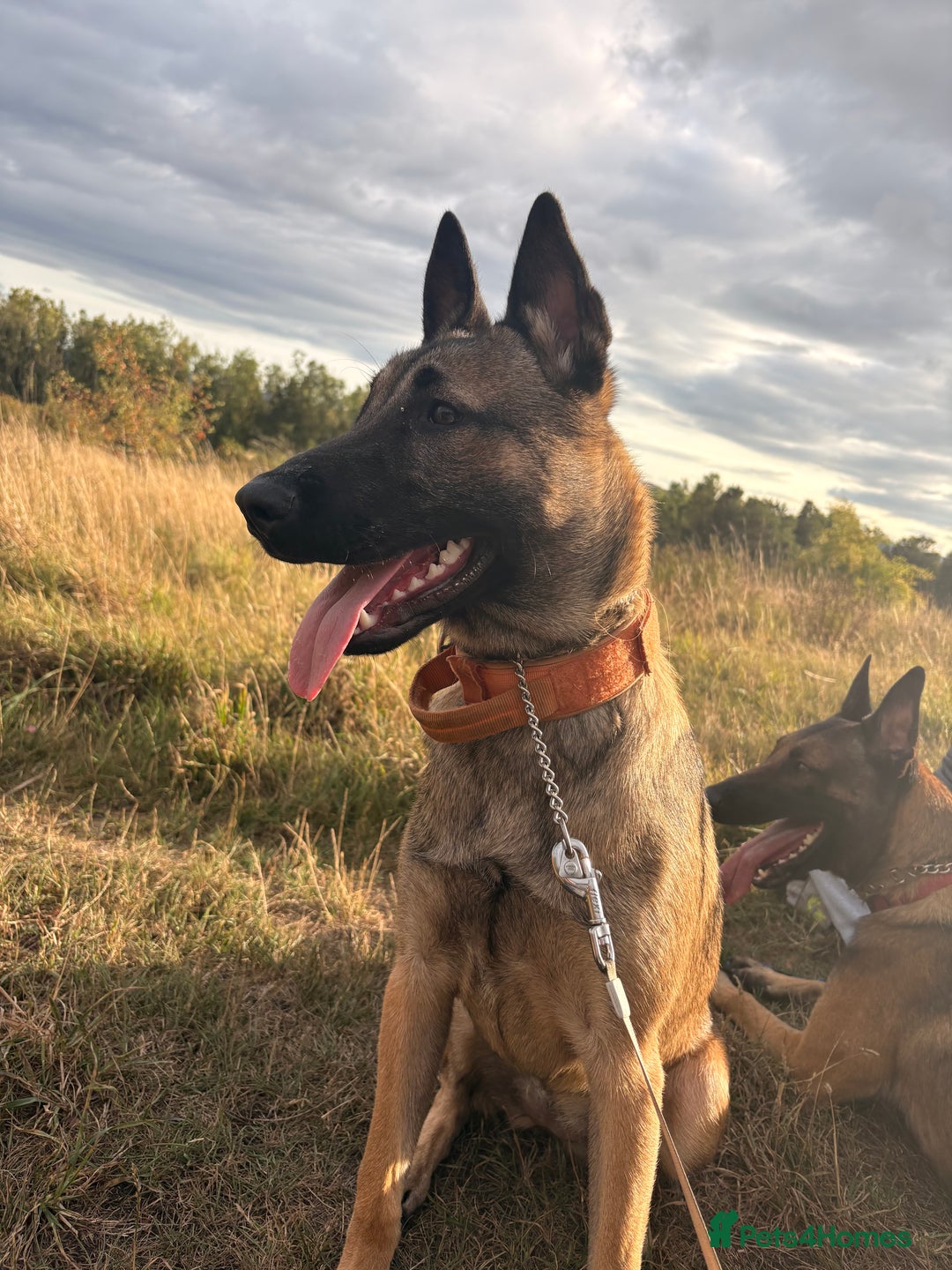 Belgian Shepherd Dog dogs for sale: Stunning Belgium Shepard bitch 7month  in Wallsend - Image 3