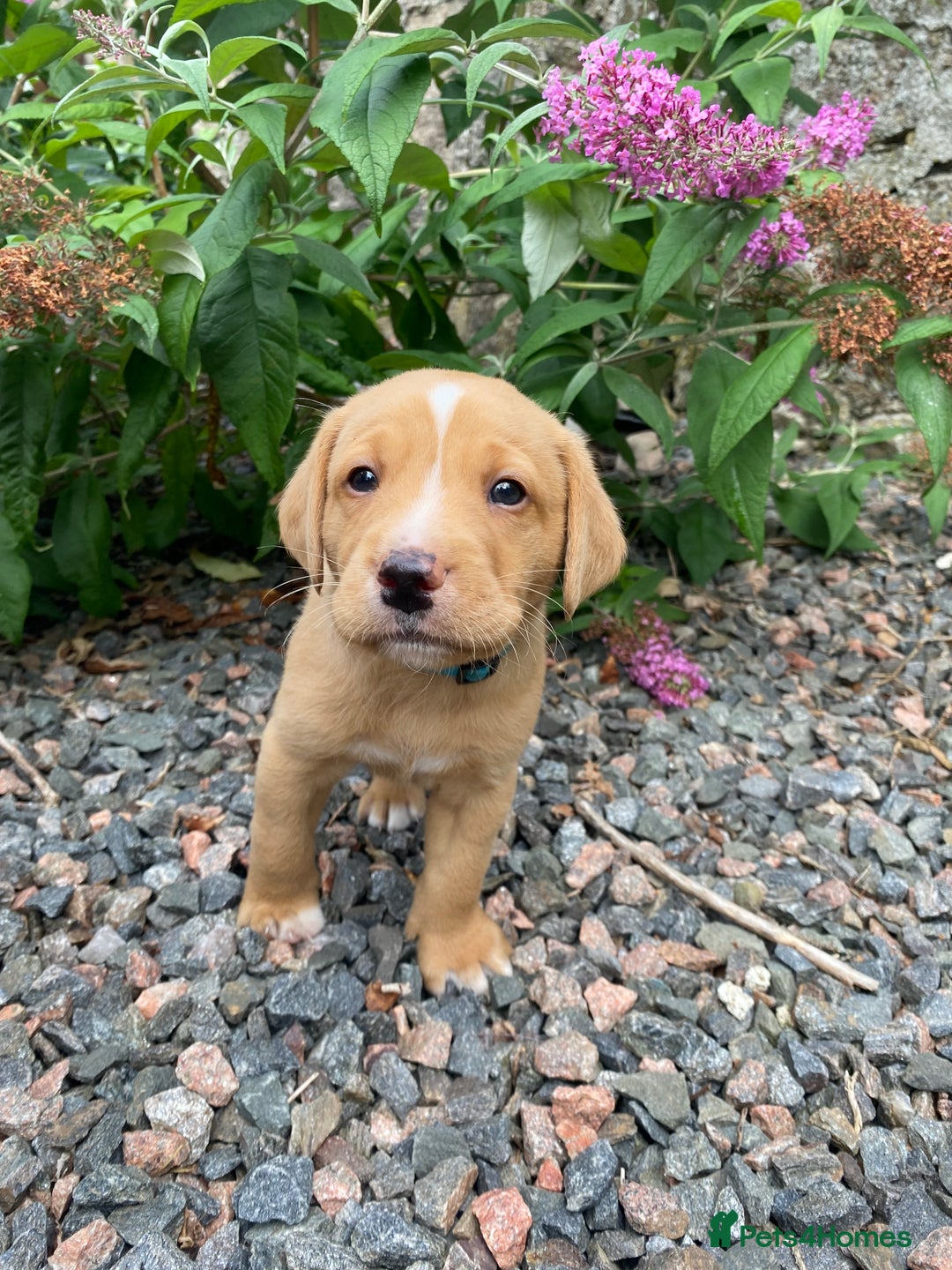 Labrador Retriever dogs for sale: Pedigree Labrador Pups - Image 11