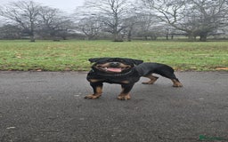 Rottweiler dogs for stud: Champion Bloodline Rottweiler Stud - Image 5