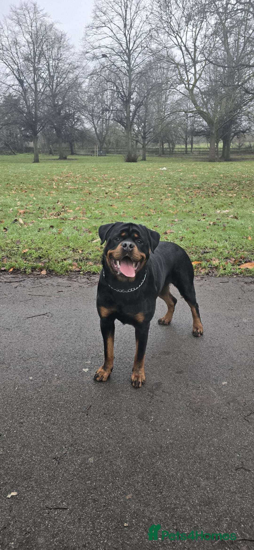 Rottweiler dogs for stud: Champion Bloodline Rottweiler Stud - Image 5