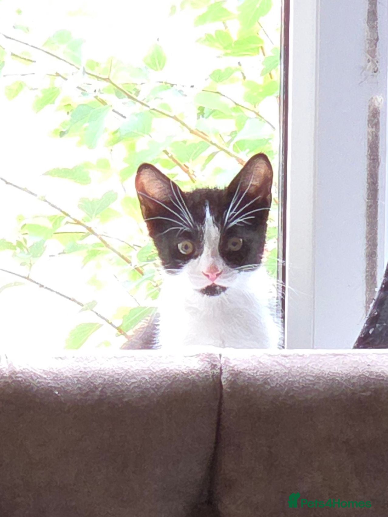 Domestic Shorthair cats 1 male tuxedo kitten. 12 week old - Advert 6
