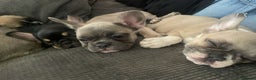 French Bulldog dogs for sale: French bulldog - Advert 6