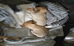 Chihuahua dogs for sale: Super tiny chihuahua girls for sale - Image 2