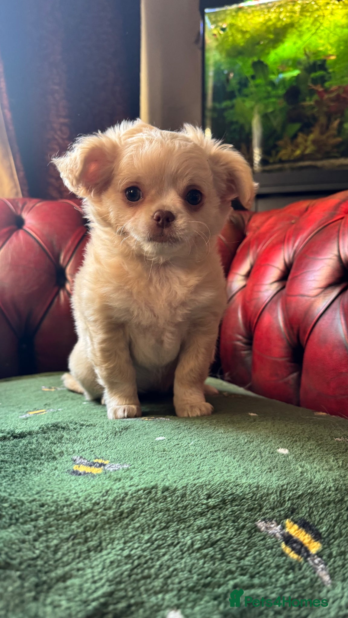 Chihuahua dogs Beautiful long coat girls - Advert 1