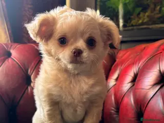 Chihuahua dogs Beautiful long coat girls - Advert 1