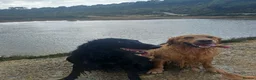 Flat coated Retriever dogs for sale: Ready now Flat coat retriever 2 left 1 boy 1 girl - Advert 5