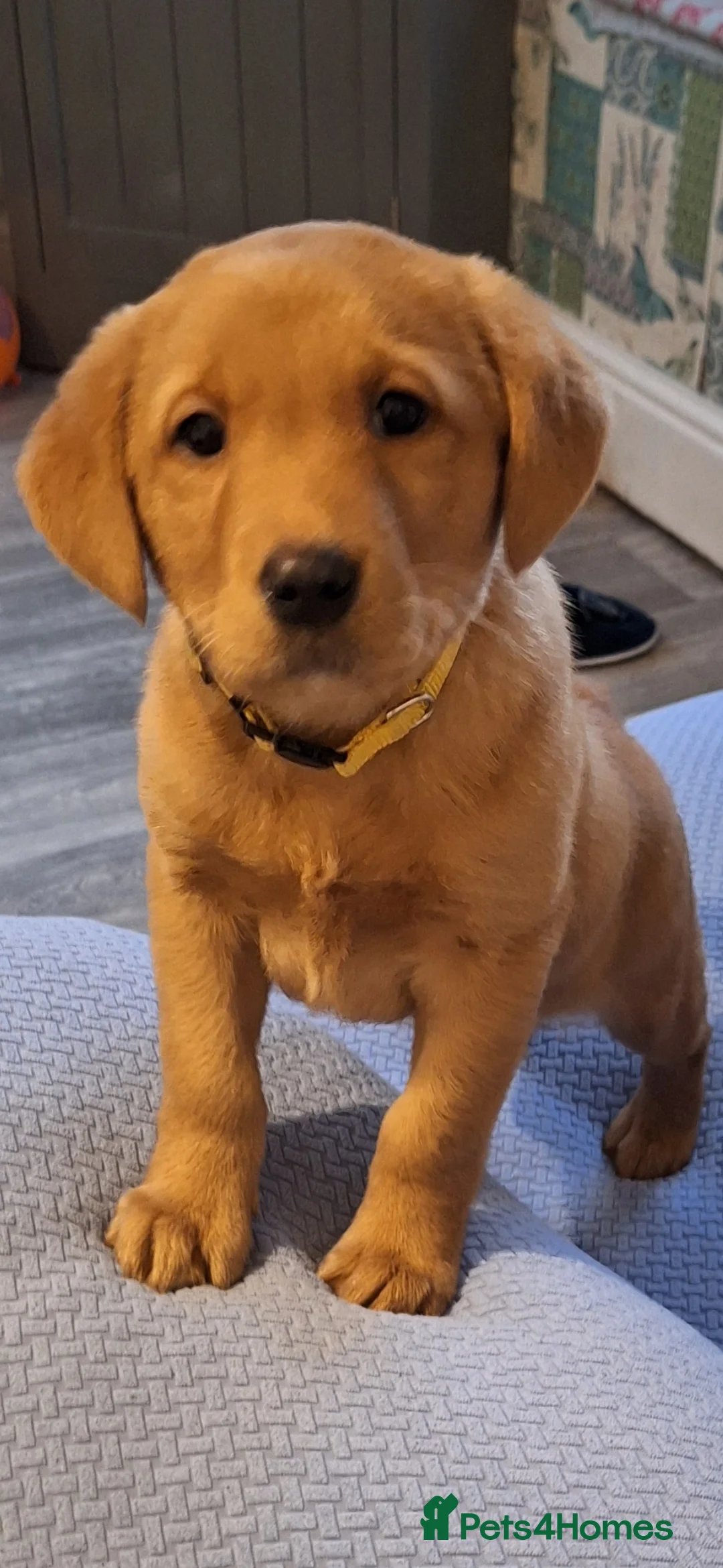 Labrador Retriever dogs for sale: Fox Red Labrador bitch for sale - Advert 5