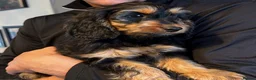 Cockapoo dogs for sale: 5 Cockapoo puppies ready now - Advert 8