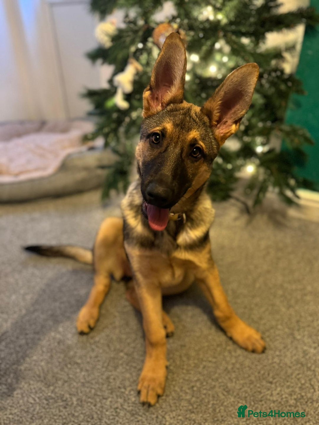 German Shepherd dogs for sale: German Shepherd - Advert 3