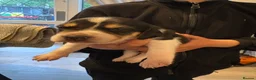 Beagle dogs for sale: Beagle pups in Bradford - Advert 13