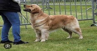 Golden Retriever dogs - Advert 2