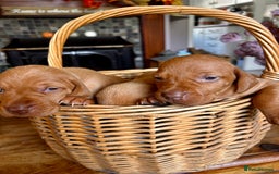 Hungarian Vizsla dogs for sale: Hungarian viszla puppies  - Image 5