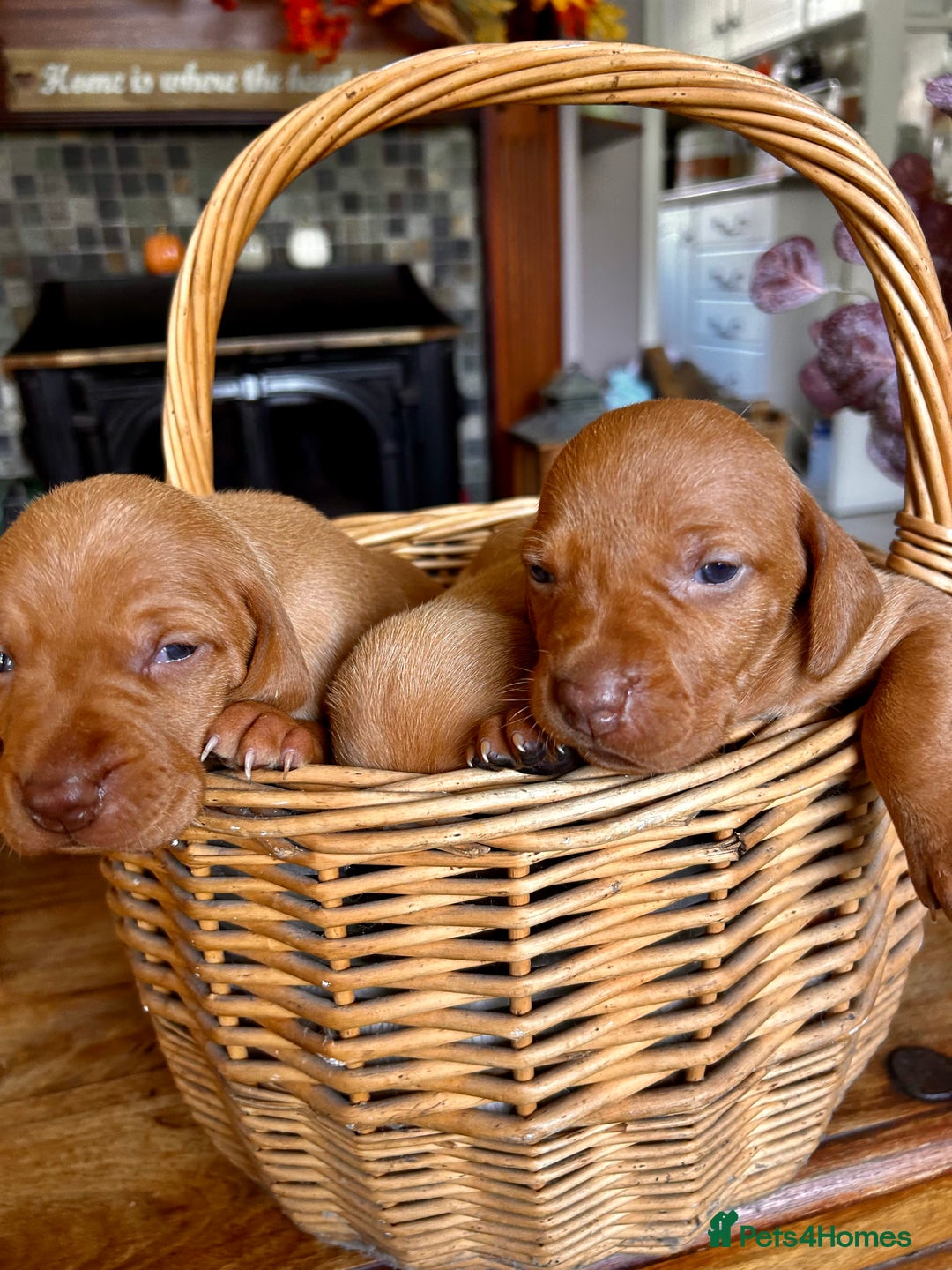 Hungarian Vizsla dogs for sale: Hungarian viszla puppies  - Image 5