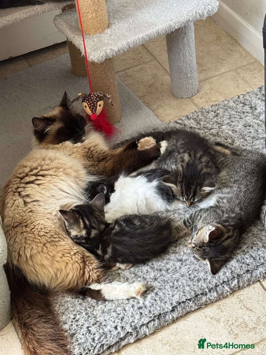 Mixed Breed cats for sale: RAGDOLL Mix stunning kittens!! - Advert 18