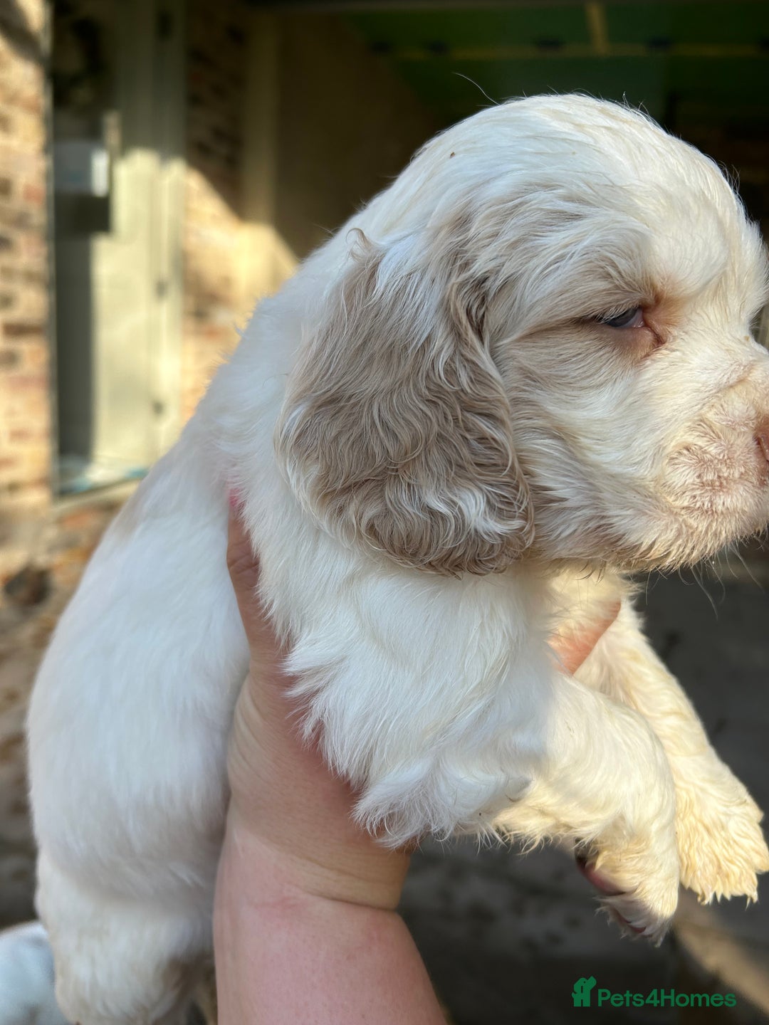 Clumber Spaniel dogs for sale: Clumber spaniel Puppies For Sale COI 6.4% - Advert 18