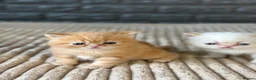 Exotic cats for sale: Stunning Exotic x Persian kittens - Advert 2