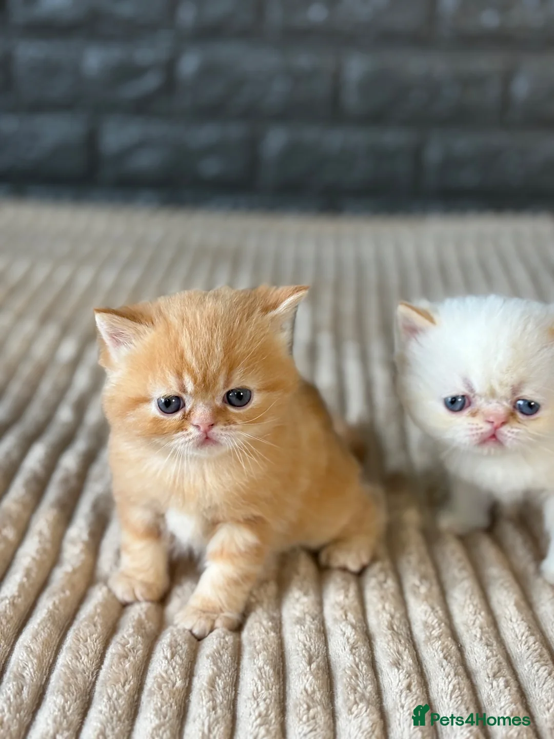 Exotic cats for sale: Stunning Exotic x Persian kittens - Advert 2