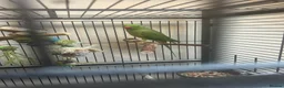 Ringnecks birds for sale: Indian Ringneck - Advert 5