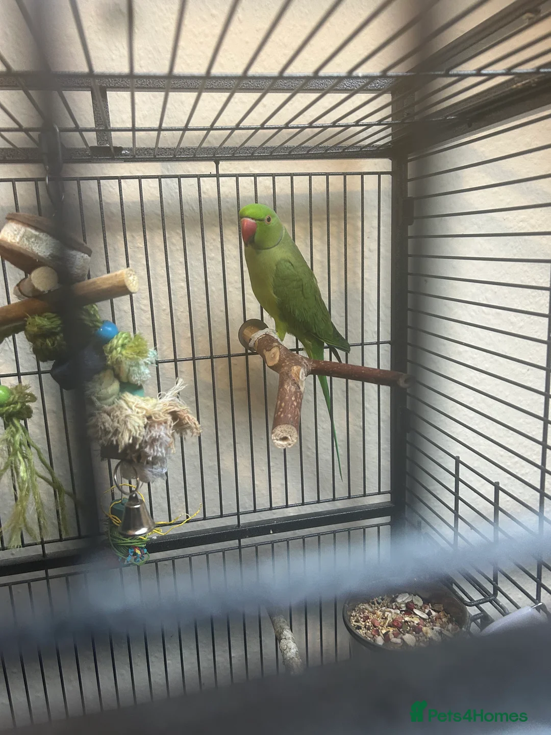 Ringnecks birds for sale: Indian Ringneck - Advert 5