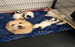 Coton De Tulear dogs for sale: Adorable Havaton puppies  - Image 15
