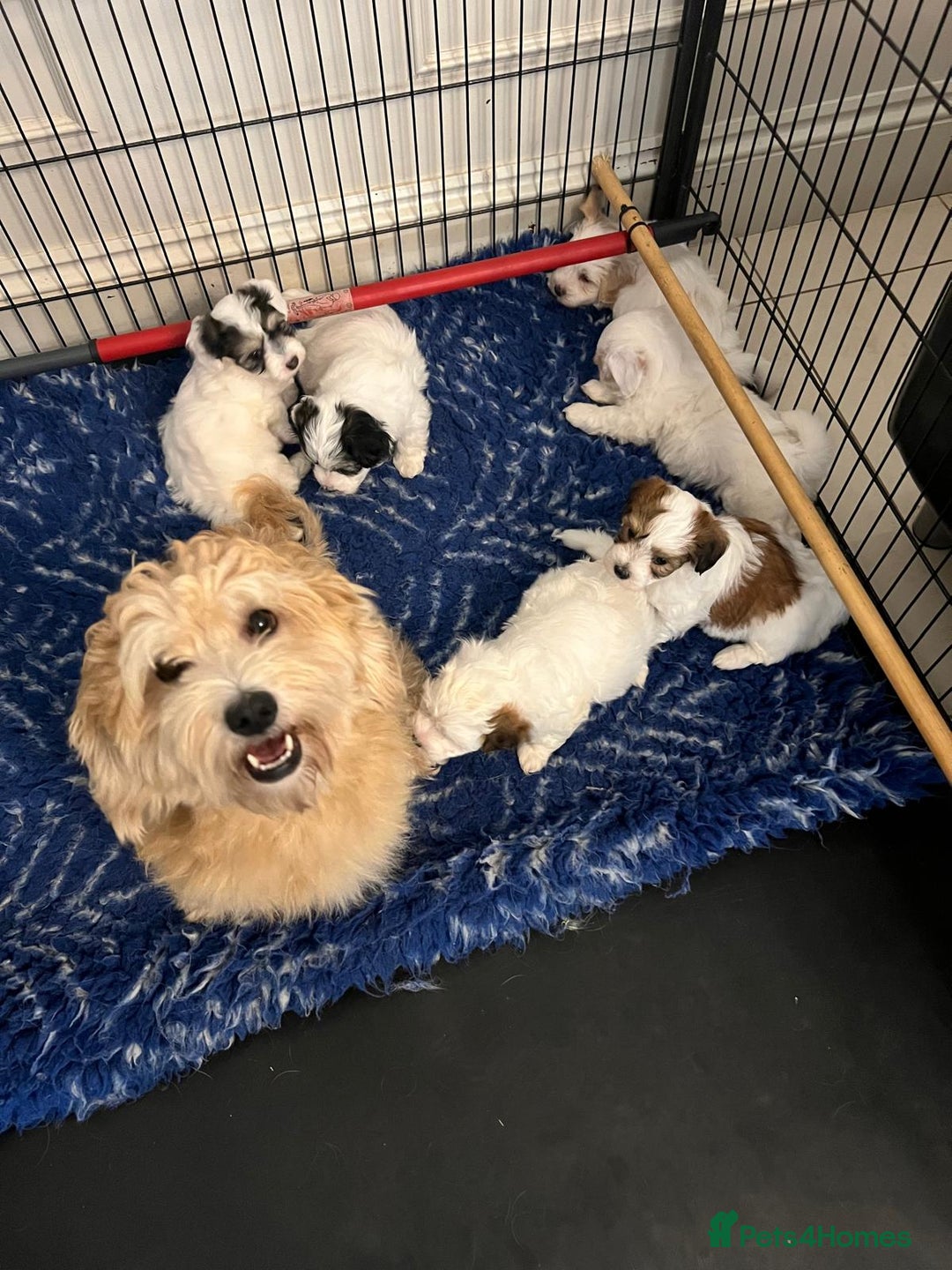 Coton De Tulear dogs for sale: Adorable Havaton puppies  - Image 15