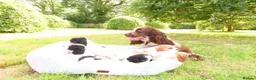 Cockalier dogs for sale: Cockalier puppies - 5 in litter  in Tonbridge - Advert 30