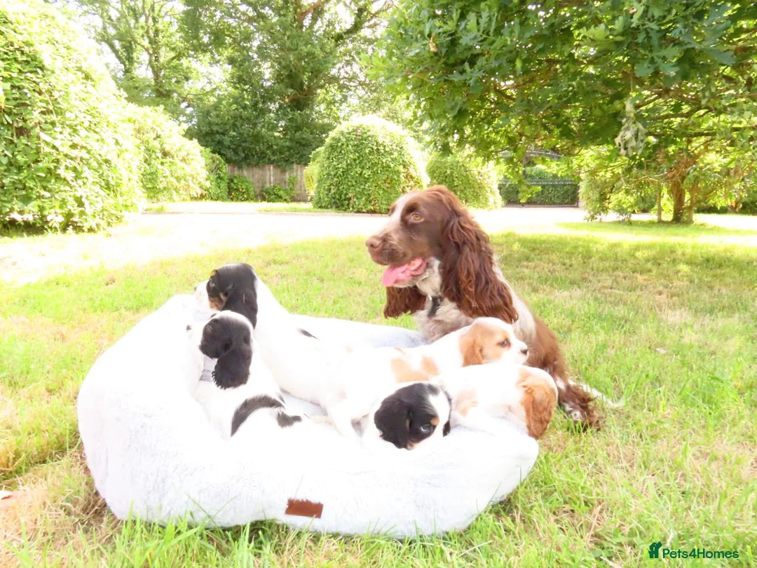 Cockalier dogs for sale: Cockalier puppies - 5 in litter  in Tonbridge - Advert 30