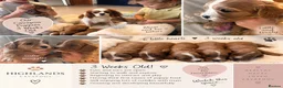 Cavapoo dogs for sale: 5 star licensed Cavapoo home breeder  - Advert 5