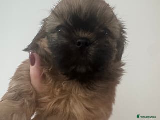 Shih Tzu dogs Imperial Shih-Tzu Puppies - Advert 14