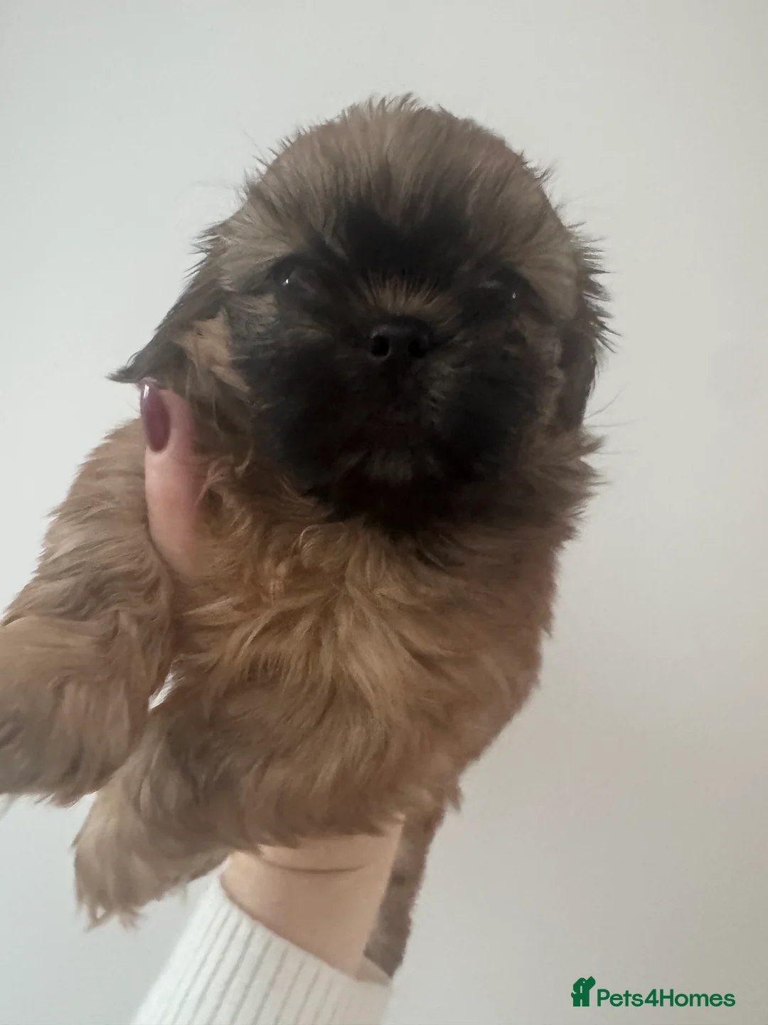 Shih Tzu dogs for sale: kc reg male Shih-Tzu - Advert 6